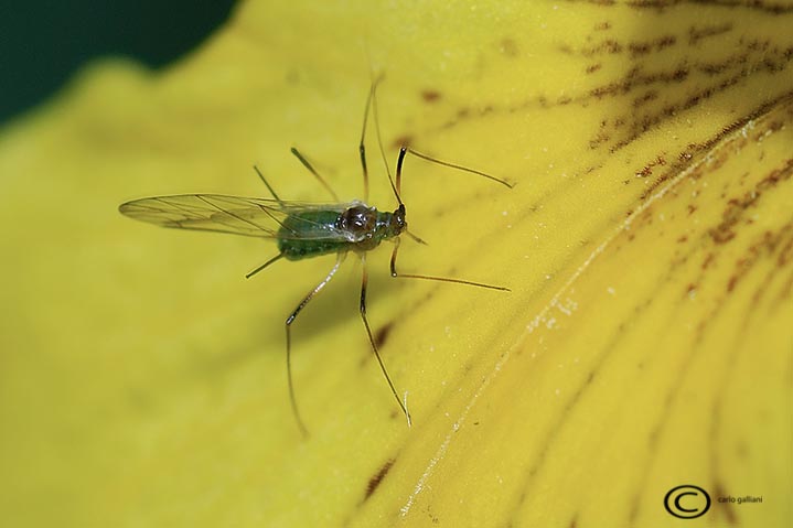 Aphididae: Euceraphis punctipennis ?